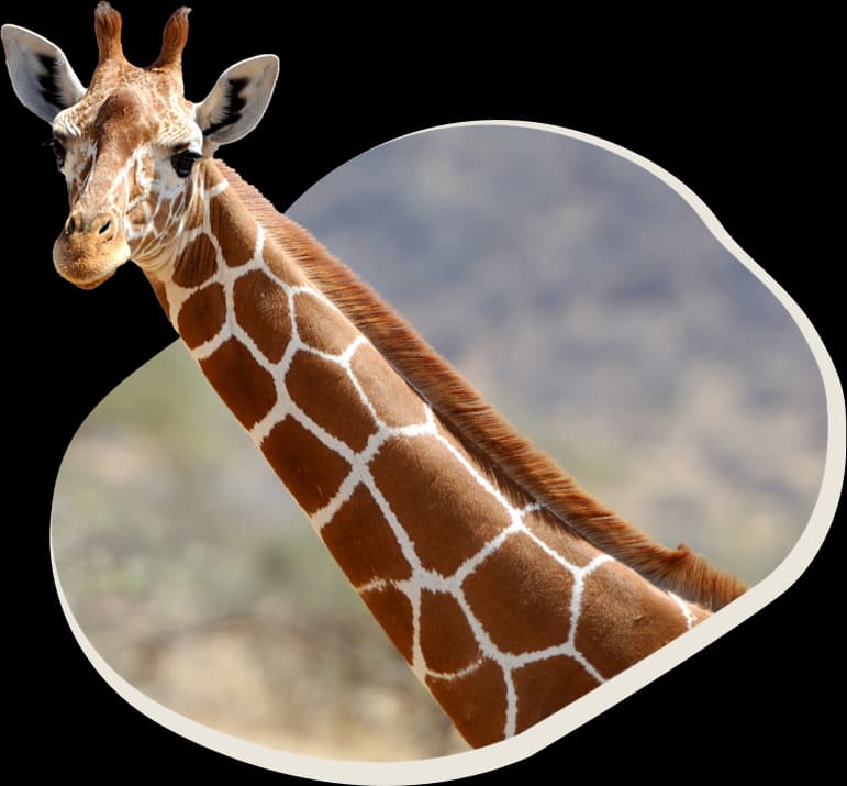 Elefantenherde in der Savanne